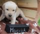 Golden Retriever Puppies for sale in Antioch, CA, USA. price: NA