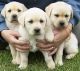 Golden Retriever Puppies for sale in Abilene, TX, USA. price: NA