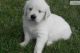 Golden Retriever Puppies for sale in Overland Park, KS, USA. price: NA