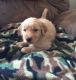 Golden Retriever Puppies for sale in Catonsville, MD, USA. price: $700