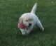 Golden Retriever Puppies for sale in Sterling Heights, MI, USA. price: $500