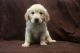 Golden Retriever Puppies for sale in Adams County, PA, USA. price: NA