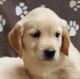 Golden Retriever Puppies for sale in Chandler, AZ, USA. price: NA