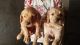 Golden Retriever Puppies for sale in Washington, DC, USA. price: NA