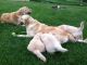 Golden Retriever Puppies for sale in Acton, ME, USA. price: NA