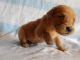 Golden Retriever Puppies for sale in Ann Arbor, MI, USA. price: NA