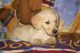 Golden Retriever Puppies for sale in Columbia, MO, USA. price: NA