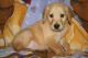 Golden Retriever Puppies for sale in Billings, MT, USA. price: NA