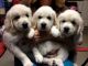 Golden Retriever Puppies for sale in Thousand Oaks, CA, USA. price: $2,500