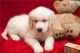 Golden Retriever Puppies for sale in East Los Angeles, CA, USA. price: $600