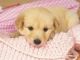 Golden Retriever Puppies for sale in Little Rock, AR, USA. price: NA