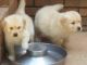 Golden Retriever Puppies for sale in Burbank, CA, USA. price: NA