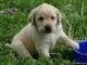 Golden Retriever Puppies for sale in Zenia, CA 95595, USA. price: NA