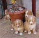 Golden Retriever Puppies for sale in Beaumont, TX, USA. price: NA