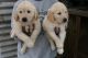 Golden Retriever Puppies for sale in Berkeley, CA, USA. price: $400