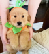 Golden Retriever Puppies for sale in Chillicothe, OH 45601, USA. price: NA