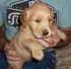 Golden Retriever Puppies for sale in Fullerton, CA, USA. price: NA