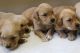 Golden Retriever Puppies for sale in Fullerton, CA, USA. price: NA