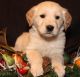 Golden Retriever Puppies for sale in Kansas City, KS, USA. price: NA