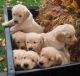 Golden Retriever Puppies for sale in Lincoln, NE, USA. price: NA