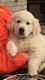 Golden Retriever Puppies for sale in Green Bay, WI, USA. price: NA