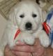 Golden Retriever Puppies for sale in South Bend, IN, USA. price: NA