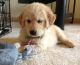 Golden Retriever Puppies for sale in South Bend, IN, USA. price: NA