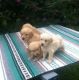 Golden Retriever Puppies for sale in Lexington, KY, USA. price: NA