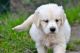 Golden Retriever Puppies for sale in Springfield, MA, USA. price: NA