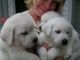 Golden Retriever Puppies for sale in Anchorage, AK, USA. price: $500