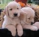 Golden Retriever Puppies for sale in Anchorage, AK, USA. price: $400