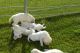 Golden Retriever Puppies for sale in North Charleston, SC, USA. price: NA