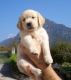 Golden Retriever Puppies for sale in Anchorage, AK, USA. price: $100