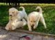 Golden Retriever Puppies for sale in Accoville, WV, USA. price: NA