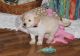 Golden Retriever Puppies for sale in Oregon City, OR 97045, USA. price: $450