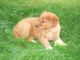 Golden Retriever Puppies for sale in Beaver Creek, CO 81620, USA. price: NA