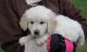 Golden Retriever Puppies for sale in East Los Angeles, CA, USA. price: $450