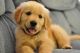 Golden Retriever Puppies for sale in Carrolltown, PA, USA. price: NA
