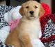 Golden Retriever Puppies for sale in Allentown, PA, USA. price: NA