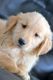 Golden Retriever Puppies for sale in Flint, MI, USA. price: $900