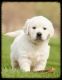 Golden Retriever Puppies for sale in Columbus, MT 59019, USA. price: NA