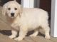 Golden Retriever Puppies for sale in Omaha, NE, USA. price: $450