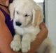 Golden Retriever Puppies for sale in Paterson, NJ, USA. price: NA