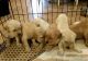Golden Retriever Puppies for sale in Peoria, AZ, USA. price: $500