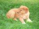 Golden Retriever Puppies for sale in Cokeville, WY 83114, USA. price: $500