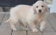 Golden Retriever Puppies for sale in Delaware City, DE, USA. price: NA
