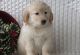 Golden Retriever Puppies for sale in Rancho Cucamonga, CA, USA. price: $600