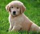 Golden Retriever Puppies for sale in Alexander City, AL, USA. price: NA