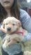 Golden Retriever Puppies for sale in Alpena, MI 49707, USA. price: NA