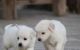 Golden Retriever Puppies for sale in Portsea VIC 3944, Australia. price: NA